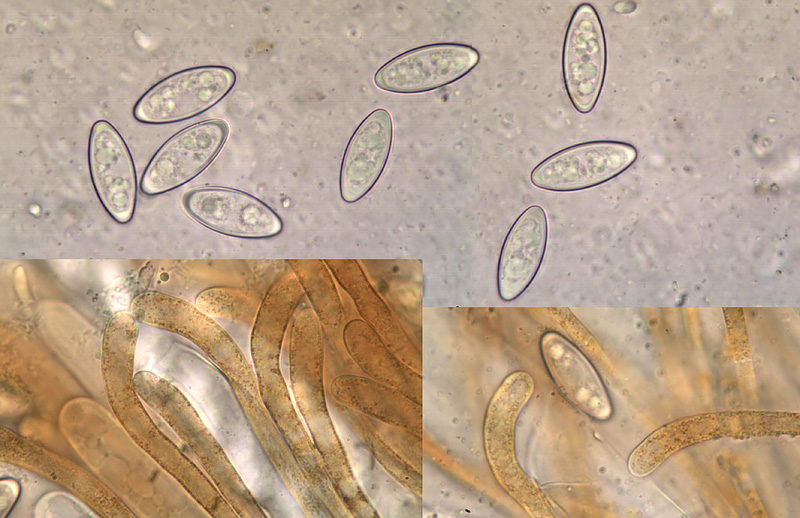 Byssonectria terrestris